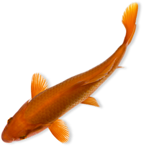 Semester Project Update - Fish Top View Png (321x416)