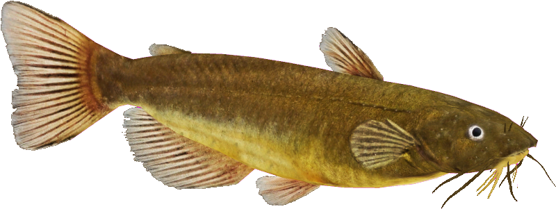 Black Bullhead Catfish By Lamastok - Lunge (837x335)