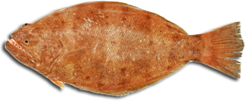 Download Amazing High-quality Latest Png Images Transparent - Halibut (900x418)