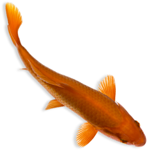Fishes Png Top View (321x416)