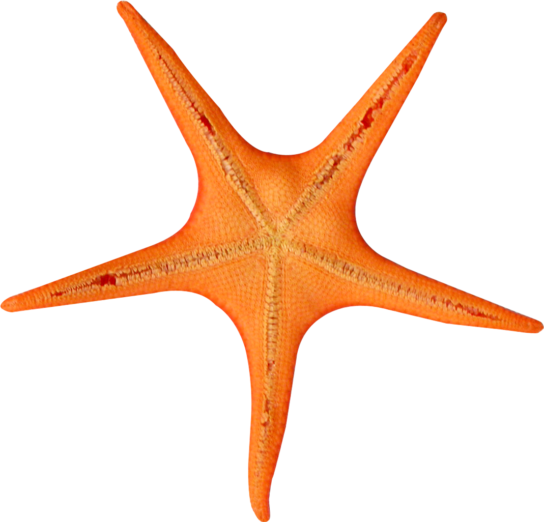 Star Fish Png Transparent Image - Portable Network Graphics (1220x1138)