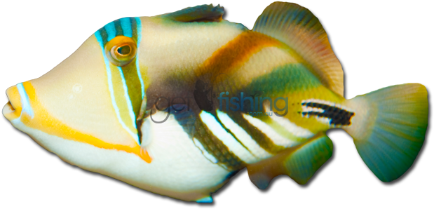 Hawaiian Triggerfish - Hawaiian Triggerfish (648x350)