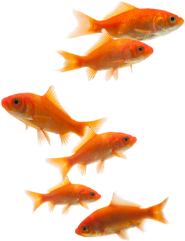 Come To Me Little Fish - Petsworth (270x492)