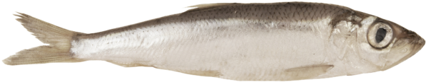 Fish Png Download - European Sprat (680x310)
