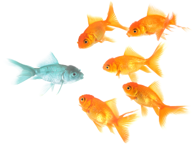 Unique-fish - Stand Out From The Crowd (500x291)