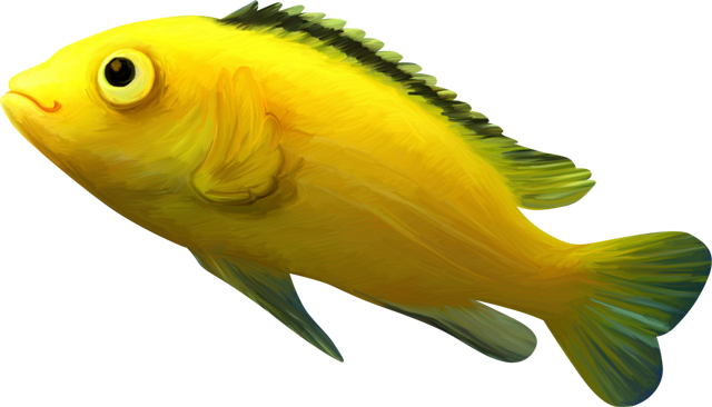 Fire Fish Carp Jumping Fish Png And Psd File For Free - Peces De Color Amarillo (640x366)