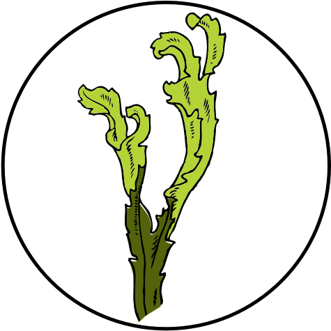Algae Clipart Eelgrass - Burris 200341 Fullfield E1,6.5x-20x-50mm,mat (640x480)