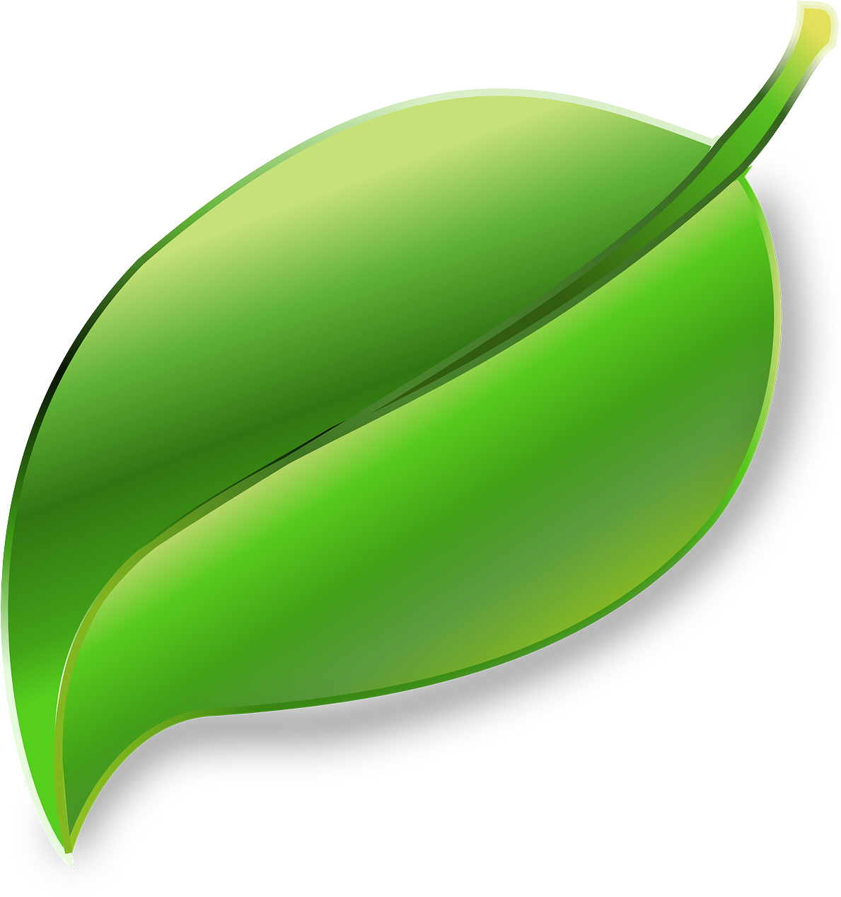 Home Alcachofa Natural Ingredients Chlorella Algae - Leaf Png Transparent (2400x2400)