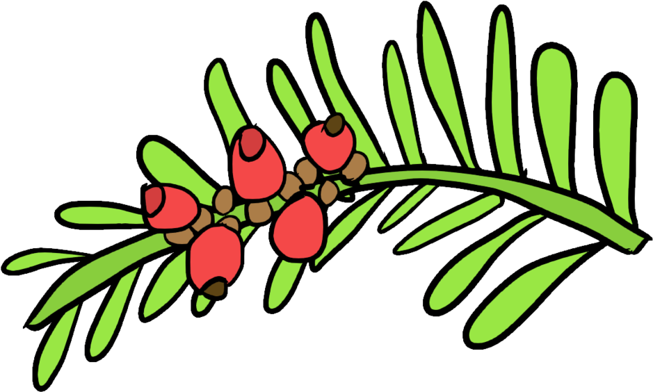 Taxus Baccata / - English Yew (1024x651)