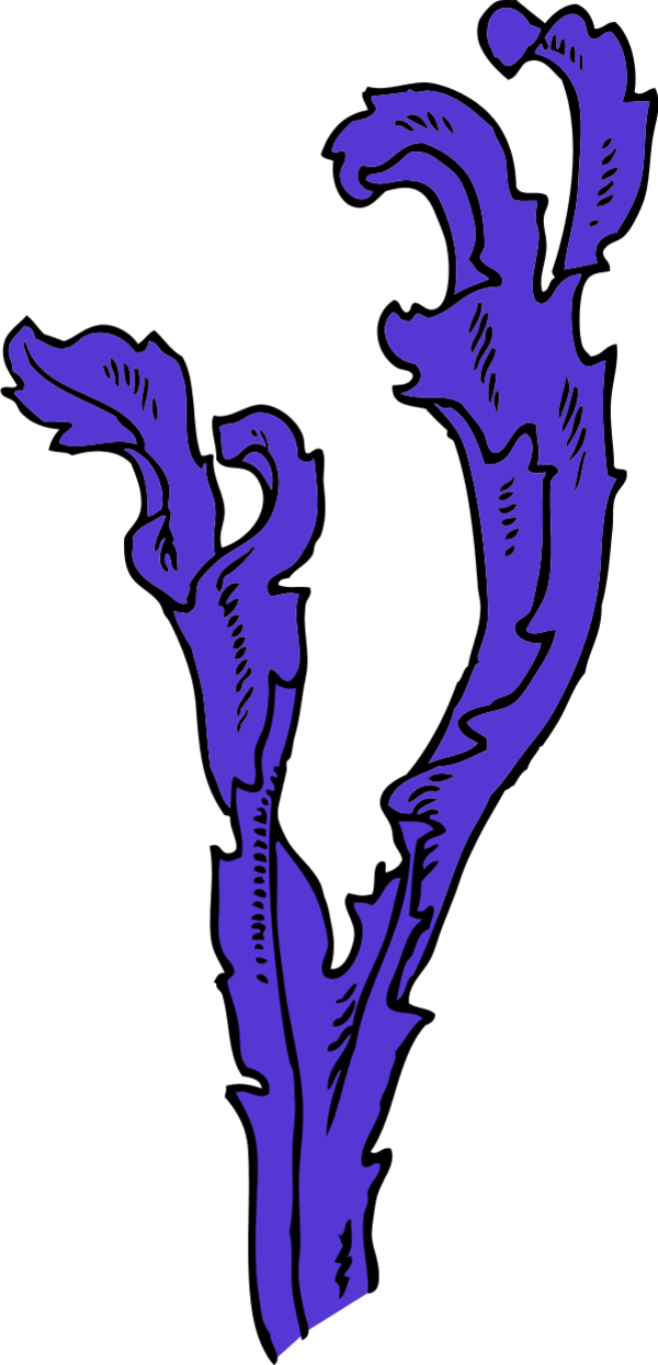 Seaweed Clipart - Purple Seaweed Clipart Transparent (600x1244)