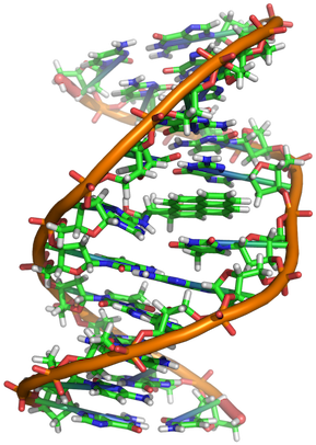 Bulding A Better Algae Through Genetic Enhancement - Material Genetico De La Celula (300x415)