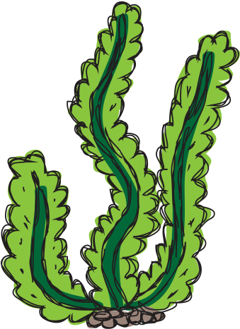 10 Foods To Make You Happy - Sea Weed Clipart Png (436x530)