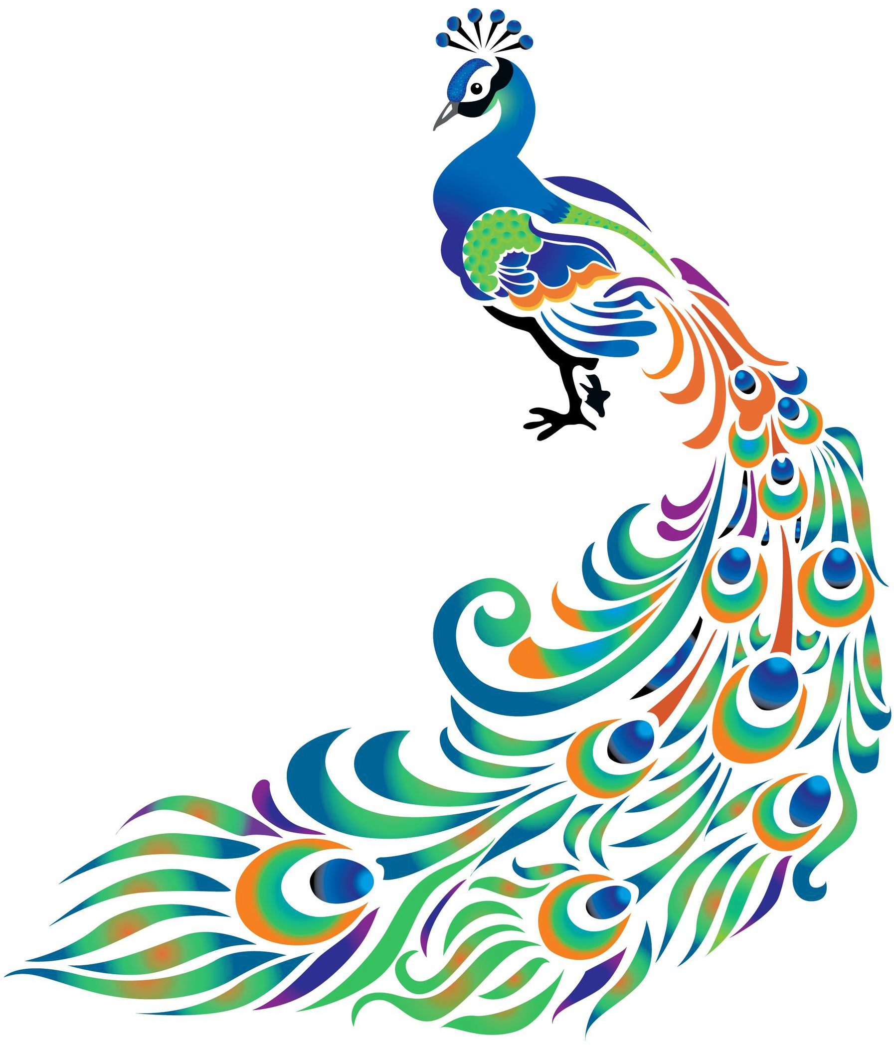 Peacock Clip Art And Illustration - Colorful Drawings Of Peacock (1861x2254)
