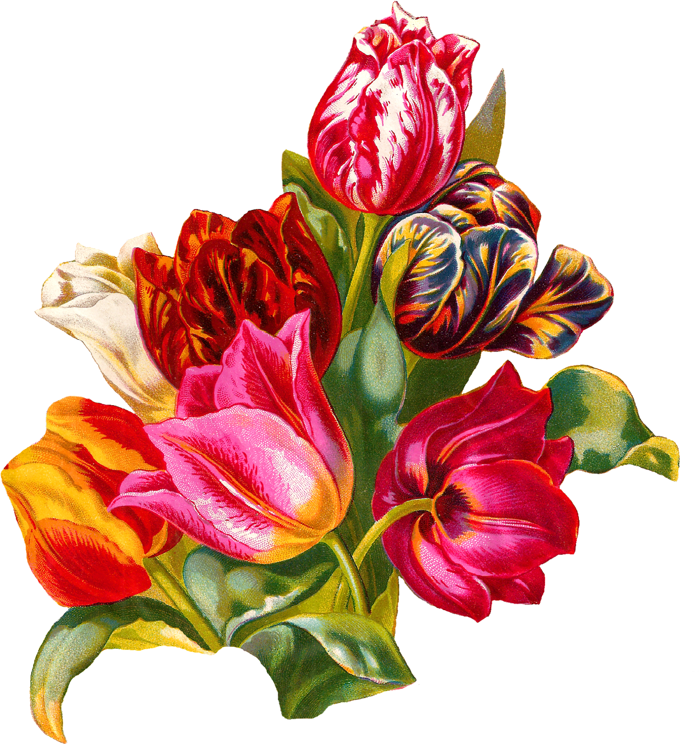 I Created This Digital Botanical Artwork Clip Art From - Tulip Flower Png (1498x1600)