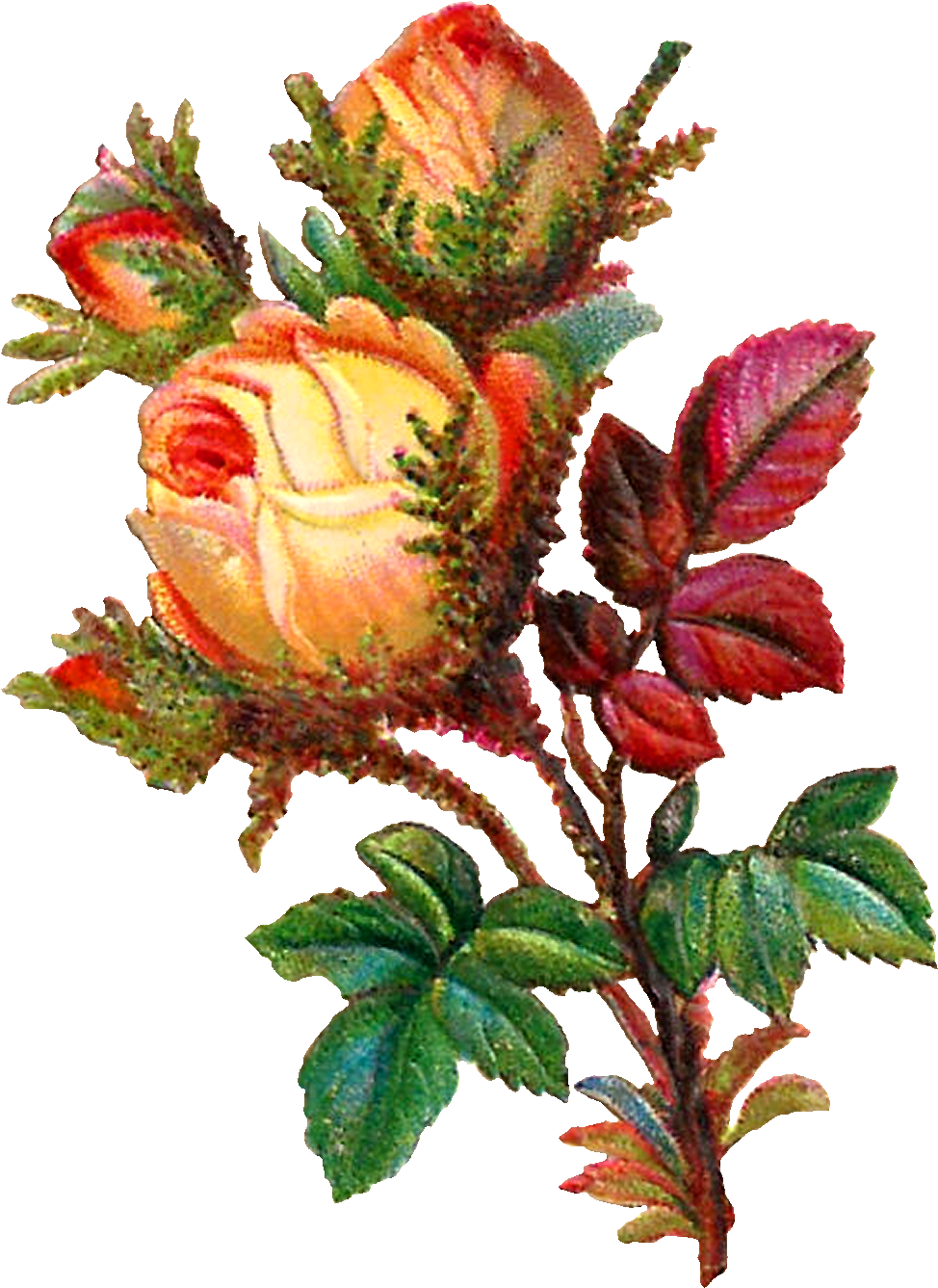 I Created This Digital Flower Clip Art From A Very - Flower (1089x1409)