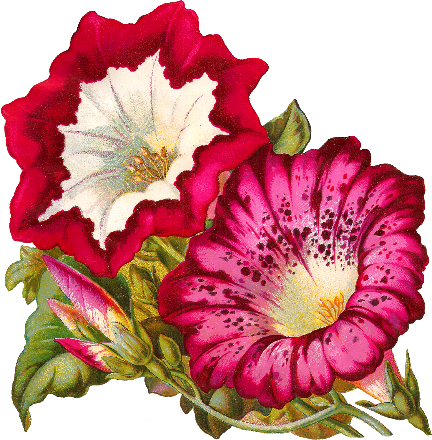 This Digital Flower Image Would Look So Wonderful Decorating - Vintage Japanese Morning Glories Mugs (1565x1600)