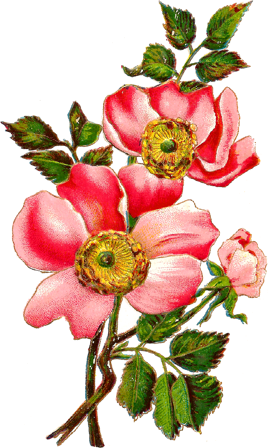 Flower Rose Download Image - Free Digital Flower (959x1526)