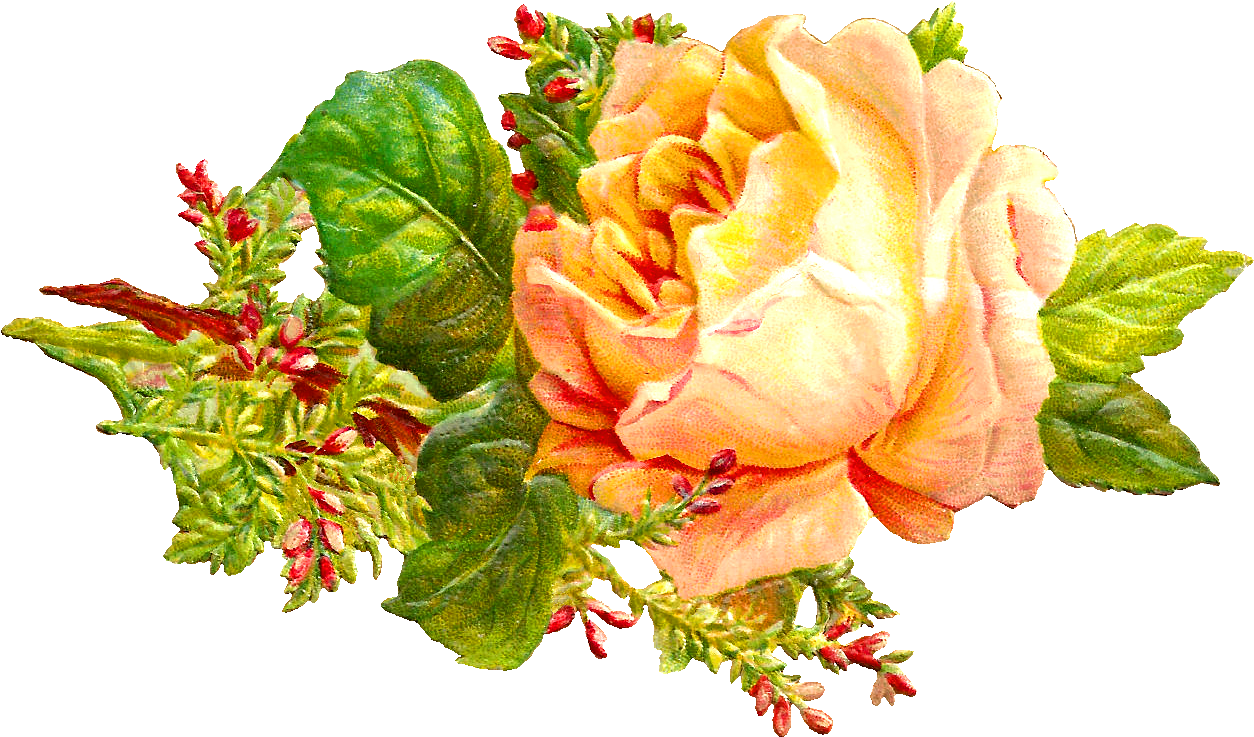 Digital Flower Downloads - Hybrid Tea Rose (1330x793)
