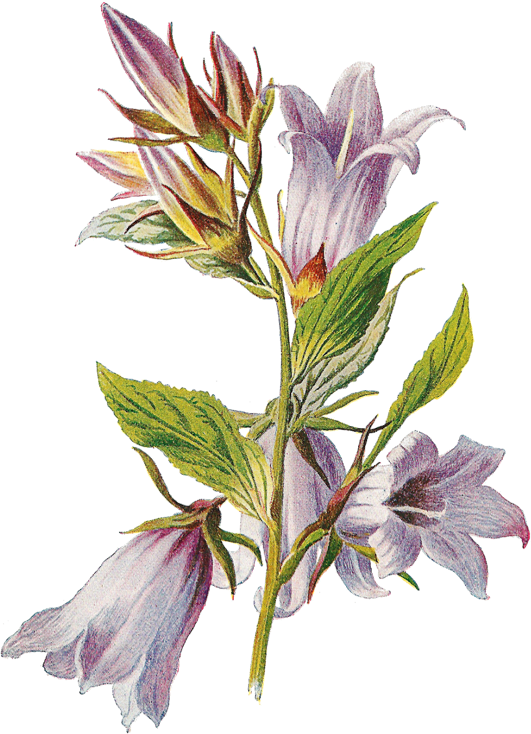 Flower Wildflower Transfer Image Botanical Illustration - Bellflower Antique (1197x1600)