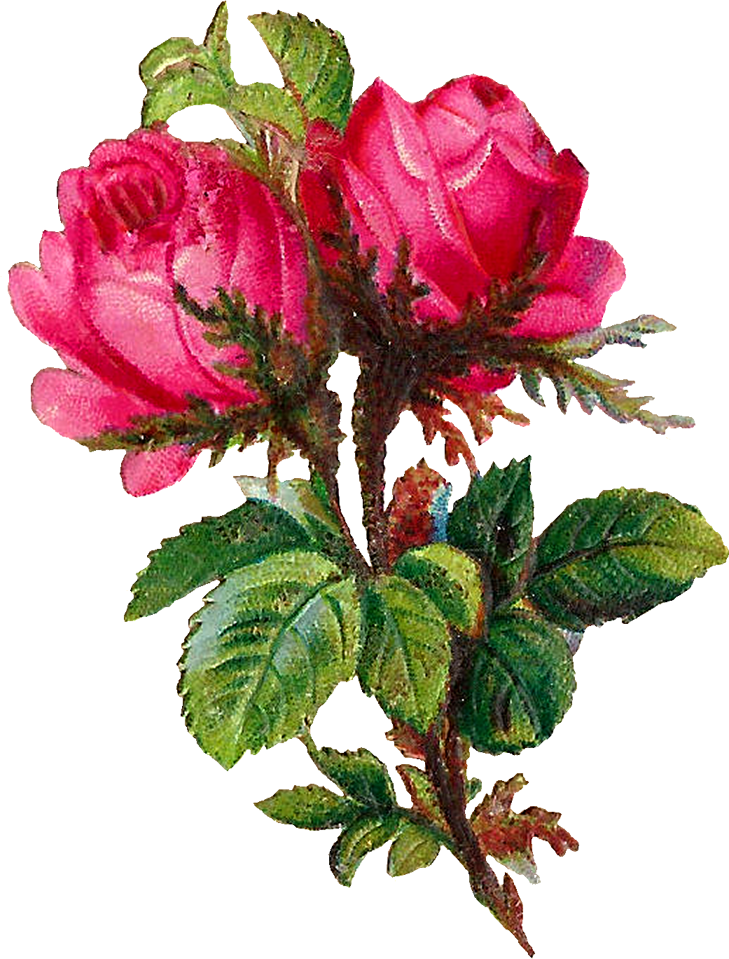 The First And Third Digital Pink Rose Images Look Very - Rose (1266x1500)