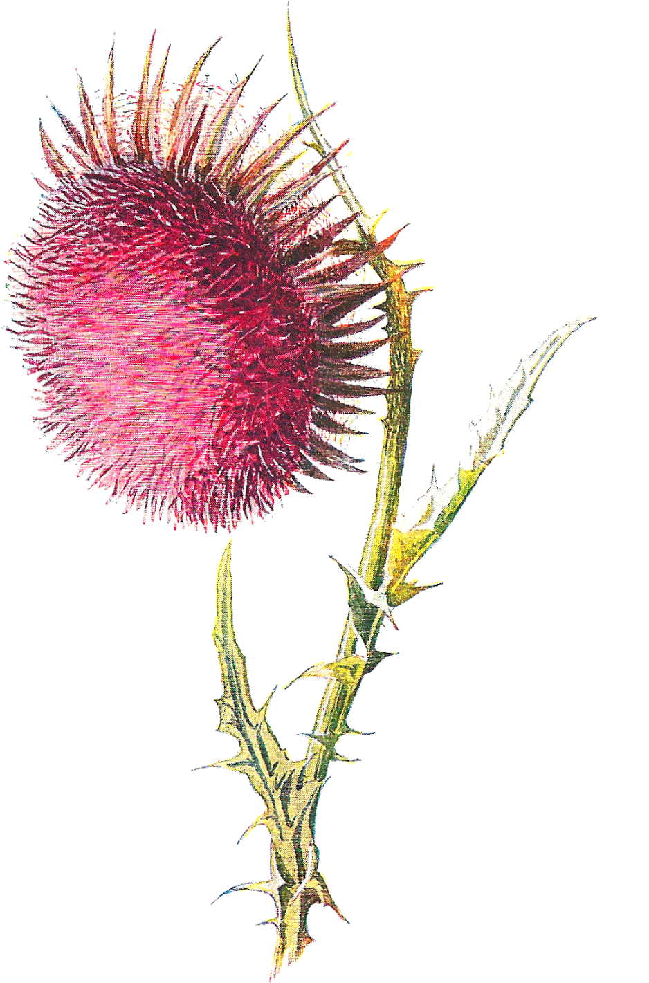 But The Wildflower, Nodding Thistle, Is Perhaps The - Illustration (1049x1600)