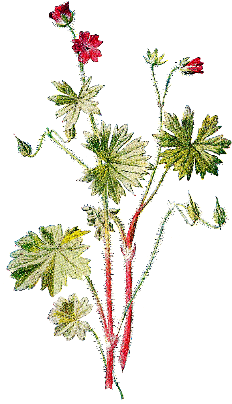 This Is A Pretty Digital Flower Download Of The Wildflower, - Dove's-foot Crane's-bill (1010x1600)