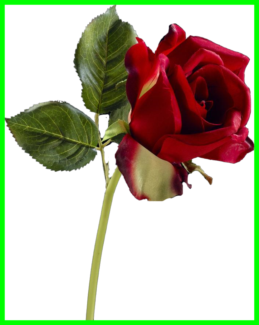 Amazing Rose Png Clipart Variety Pict For Garden Trends - Rose (830x1040)