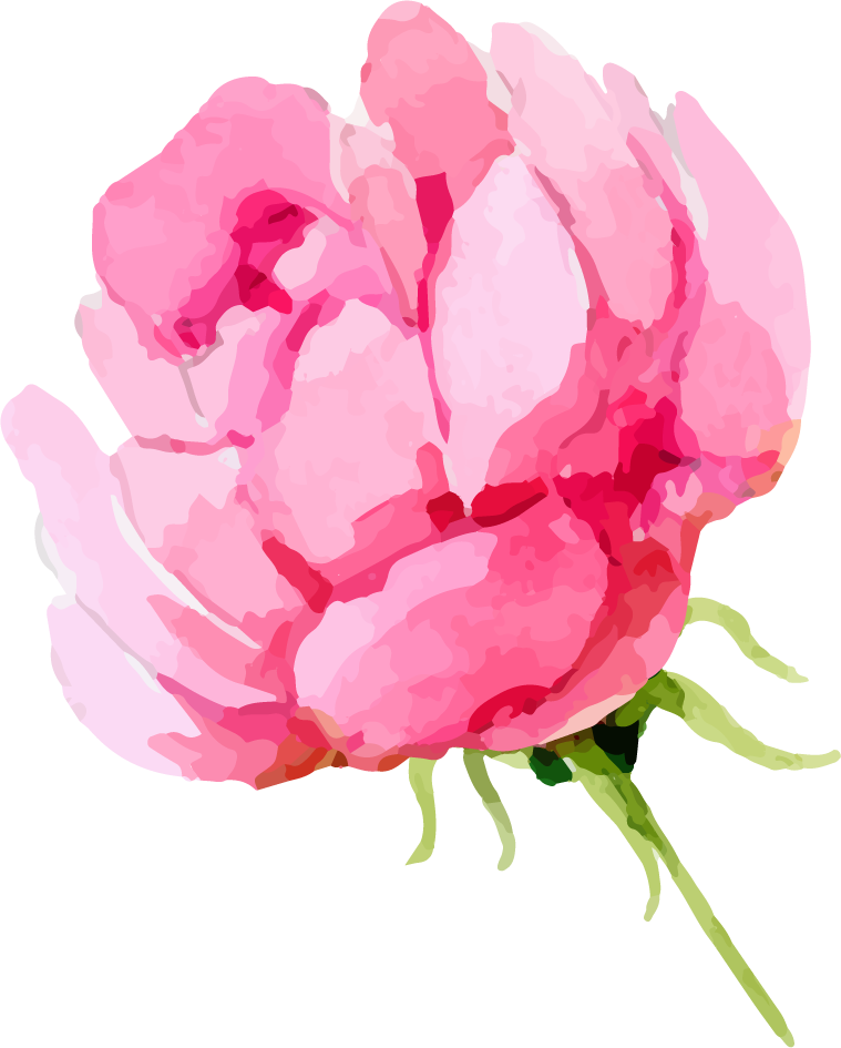 Rose Png Clipart Image 01 - Common Peony (759x945)
