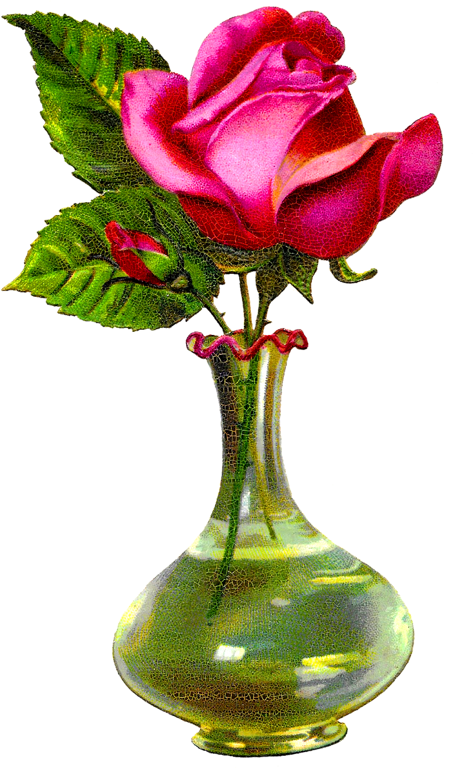 Digital Flower Vase Download - Rose In A Vase (995x1600)