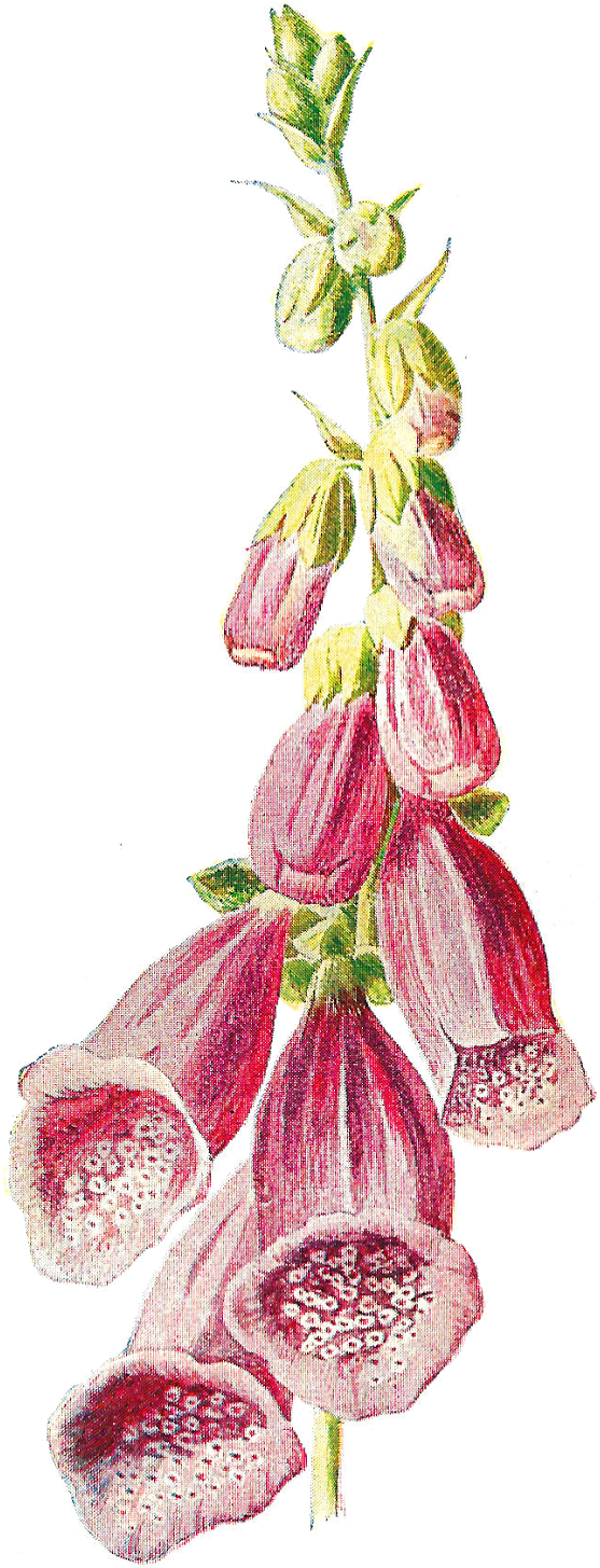 Digital Wildflower Image - Foxglove Botanical Illustration (739x1600)