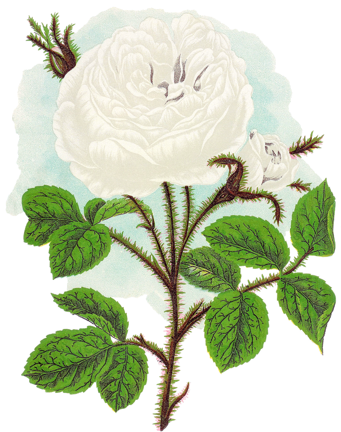 The Second Digital Flower Clip Art Is Of The White - Rose (1276x1600)