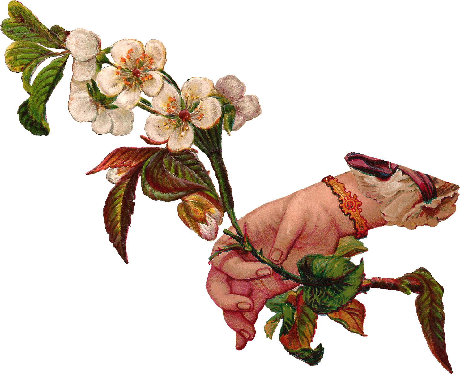 This Is A Lovely Digital Download Of Dogwood Flowers - Victorian Flower Illustration Png (1600x1319)