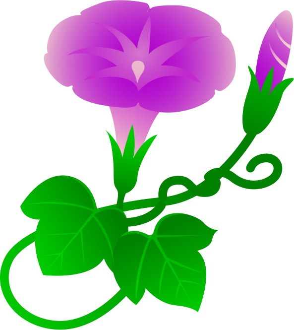 Ipomoea Purpurea Morning Glory Drawing Clip Art - Ipomoea Purpurea Morning Glory Drawing Clip Art (593x665)