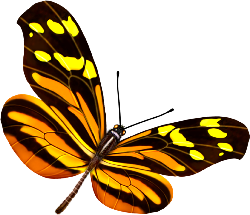 Butterfly Yellow Google Images - Butterfly Yellow Google Images (938x969)