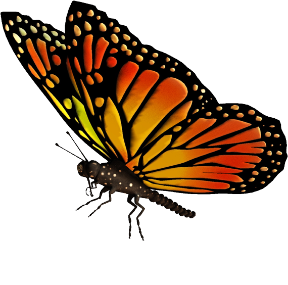 Monarch Butterfly Drawing Clip Art - Flying Butterfly Png Transparent (900x787)