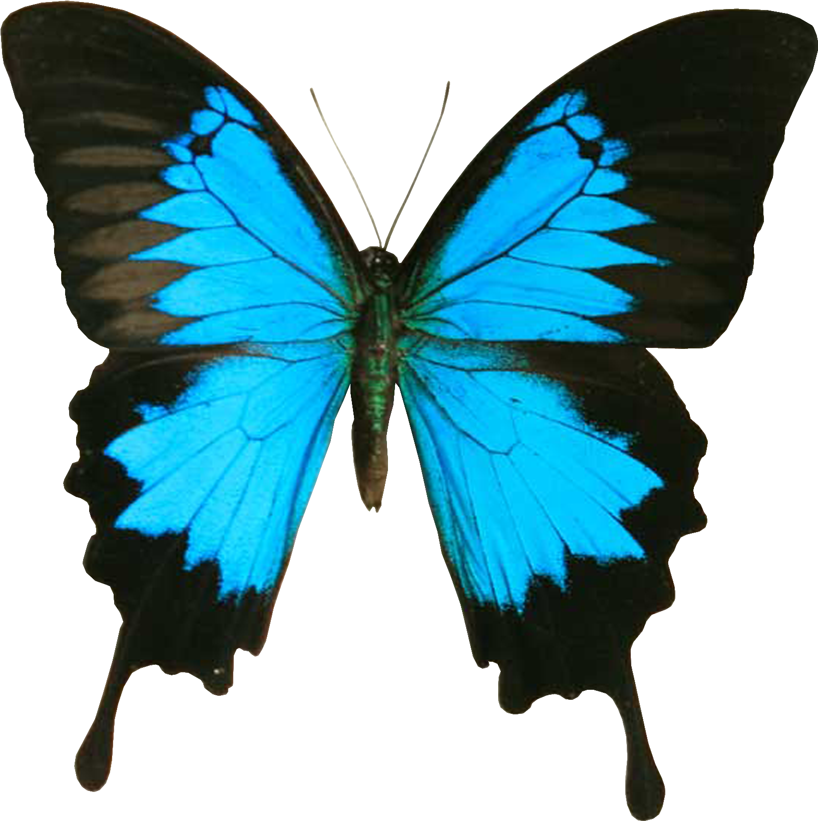 Blue And Black Butterfly Clipart - Blue And Black Butterfly (1800x1800)