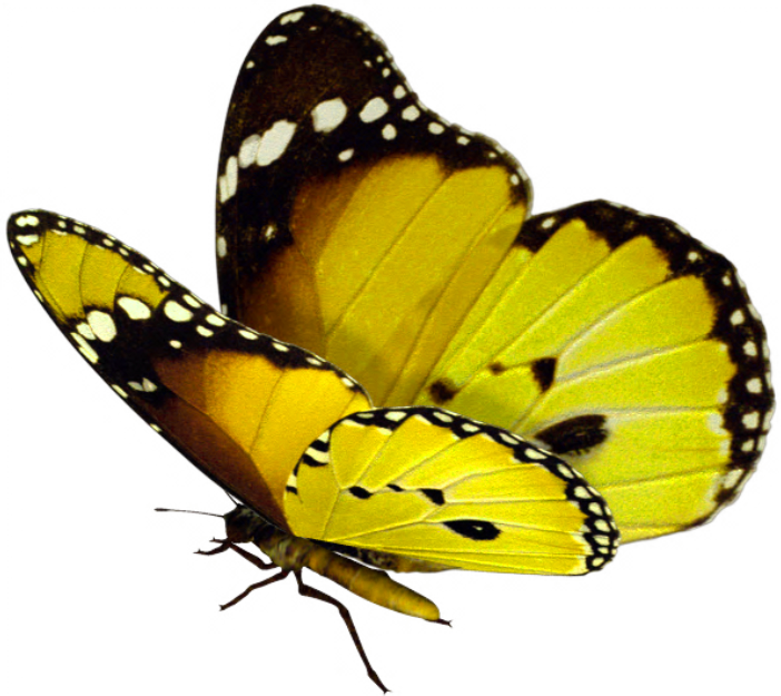 Https - //tatiscrap - Files - Wordpress - Com/2013/06/e24 - Butterfly Transparent Background (702x625)