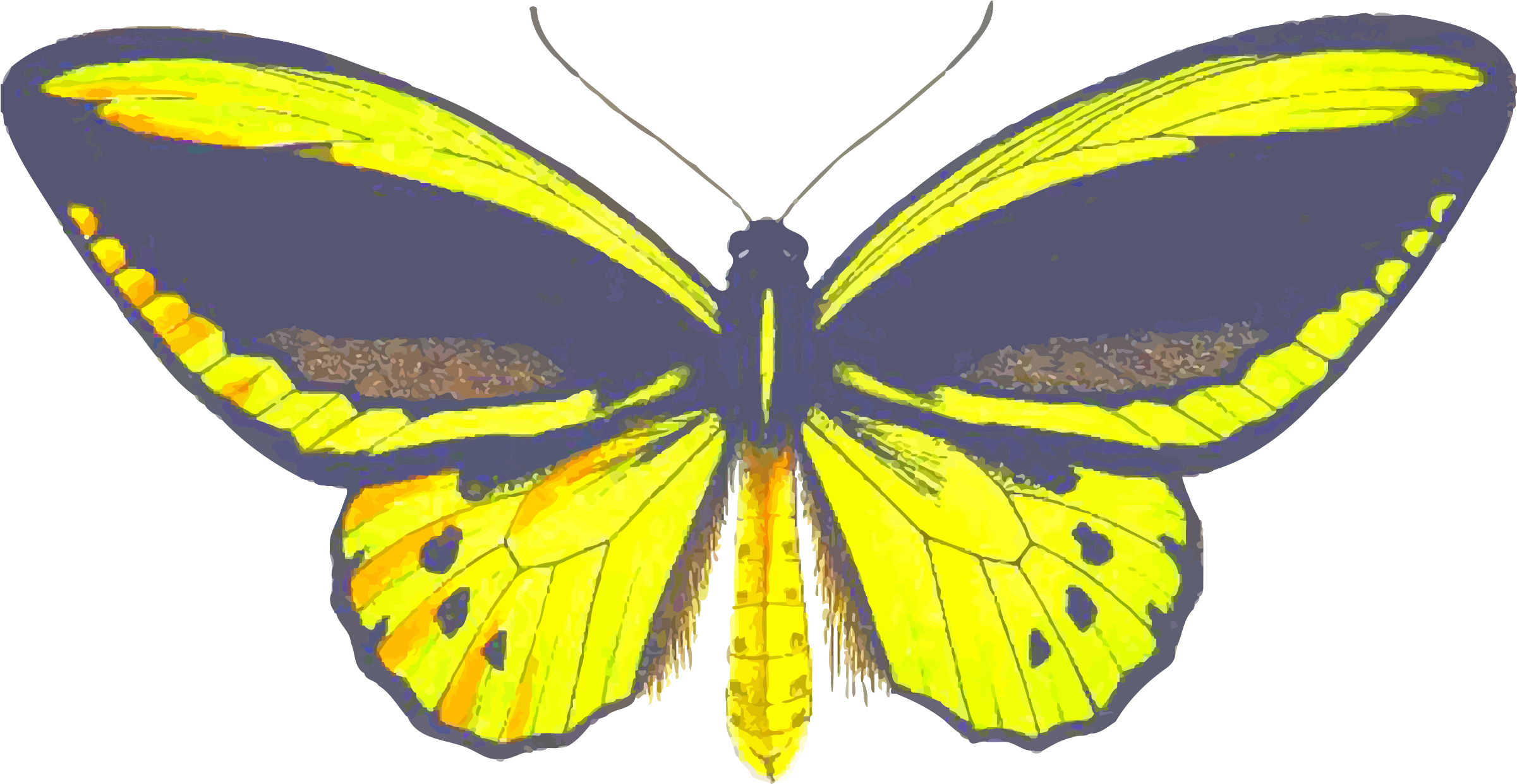 Butterfly - Butterfly (2400x1283)