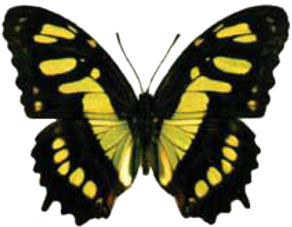Butterfly House At Put In Bay - Black And Yellow Butterfly Identification (435x337)