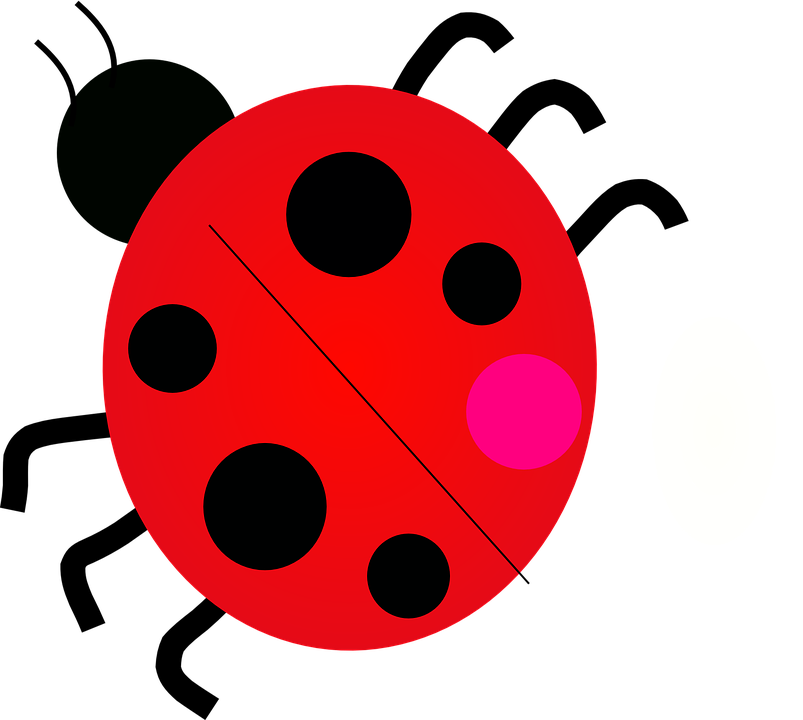 Drawn Lady Beetle June Bug - Many Legs Does A Ladybug Have (803x720)
