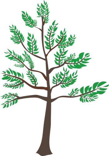 Young Cedar Tree Illustration Public Domain Vectors - Young Tree Clipart (351x500)