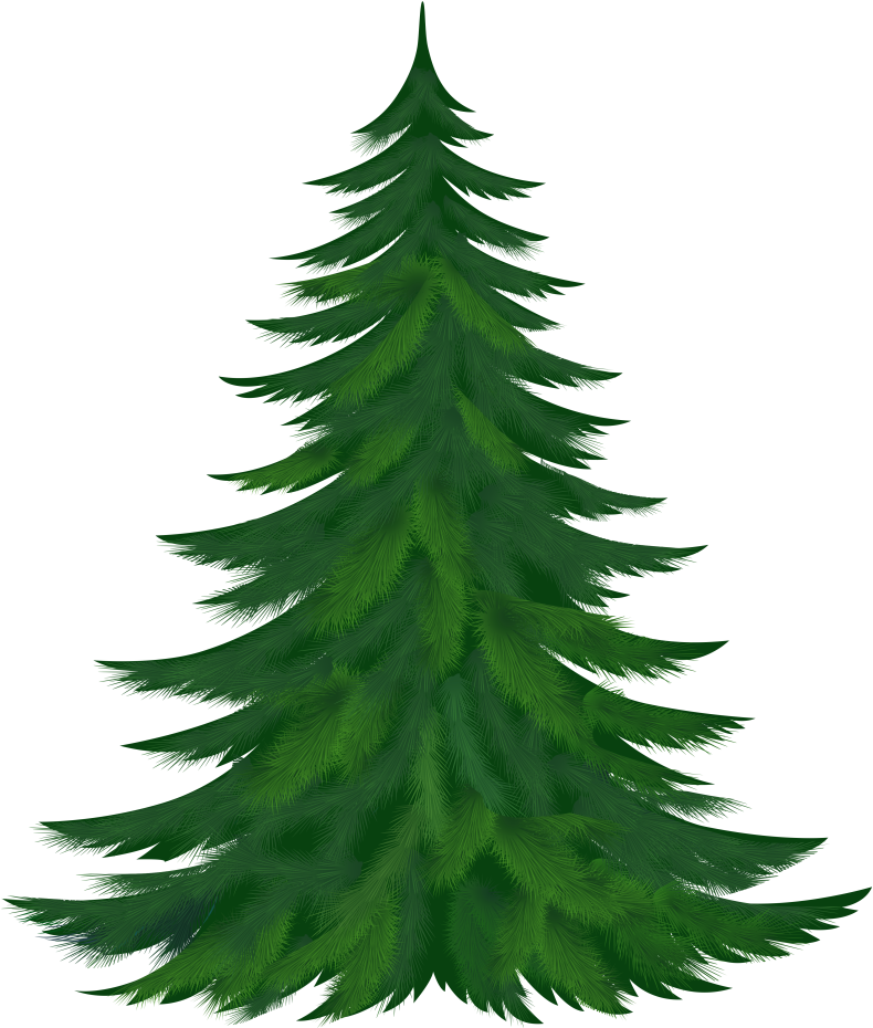 Christmas Tubes / Fir Branches - Pine Tree Clipart Png (830x978)
