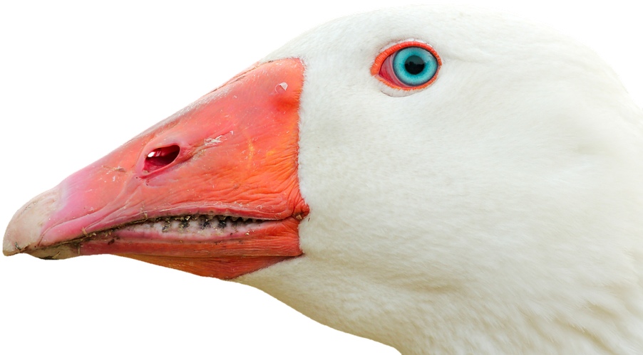 Stuffy Nose Pictures 22, - Goose Head Png (960x639)
