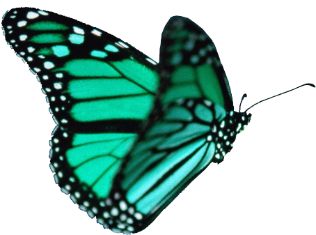 Butterfly Tumblr Transparent - Transparent Background Butterfly Gif (500x362)