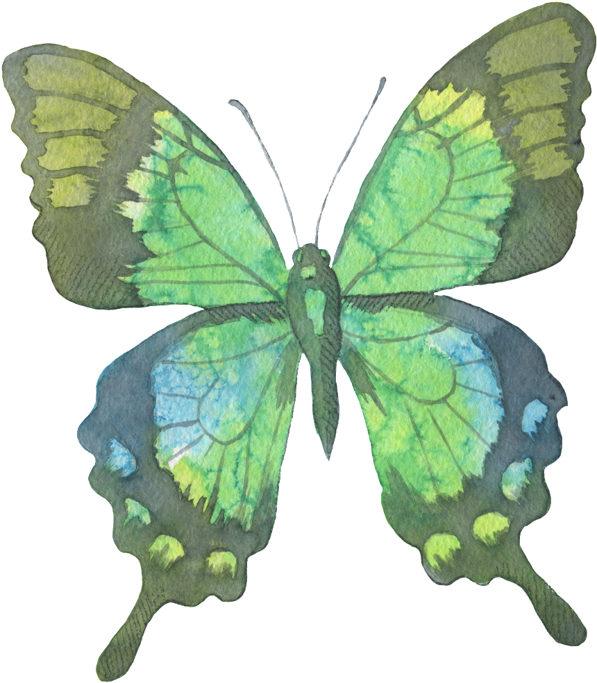 Green Butterfly Watercolor Transparent Decorative Pattern - Butterfly (1024x1087)
