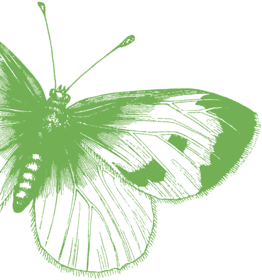 Discover The Local Delights Of The English Countryside - Black And White Butterfly Illustration Note Cards (534x570)