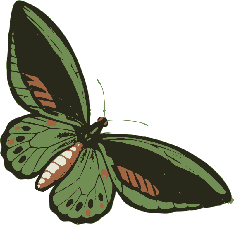 Medium Image - Beautiful Green Butterfly Keychain, Adult Unisex, Size: (800x768)