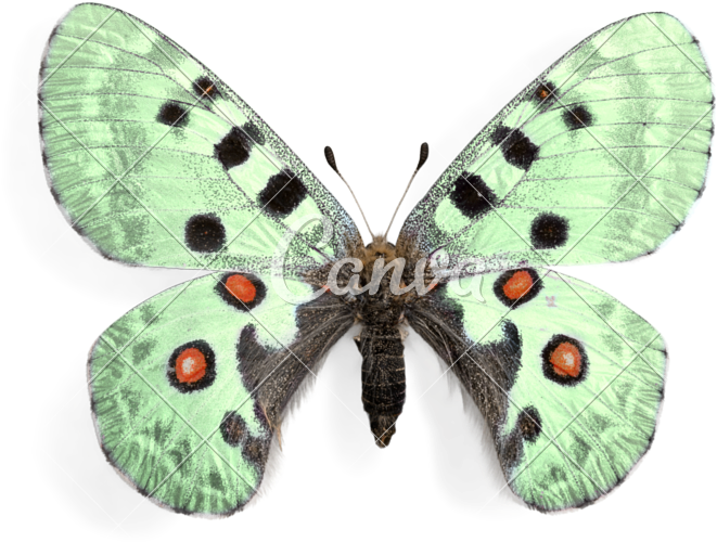 Green Butterfly - Parnassius Apollo (800x585)