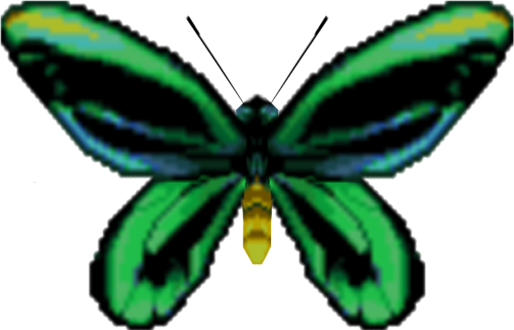 Download Zip Archive - Ornithoptera Priamus (750x650)
