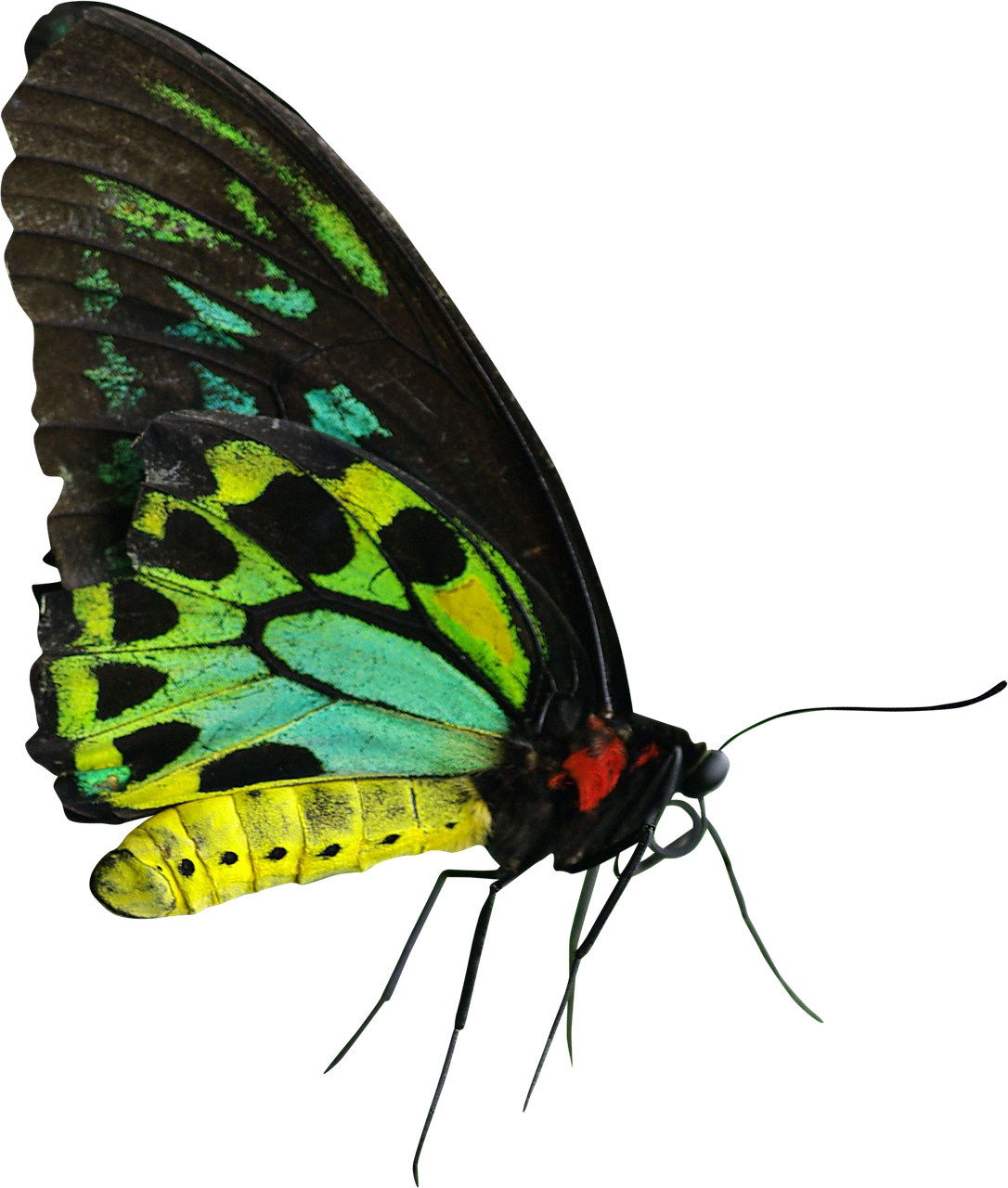 Butterfly Green Yellow Red Png Image - ภาพ ผีเสื้อ สี เขียว (1086x1280)